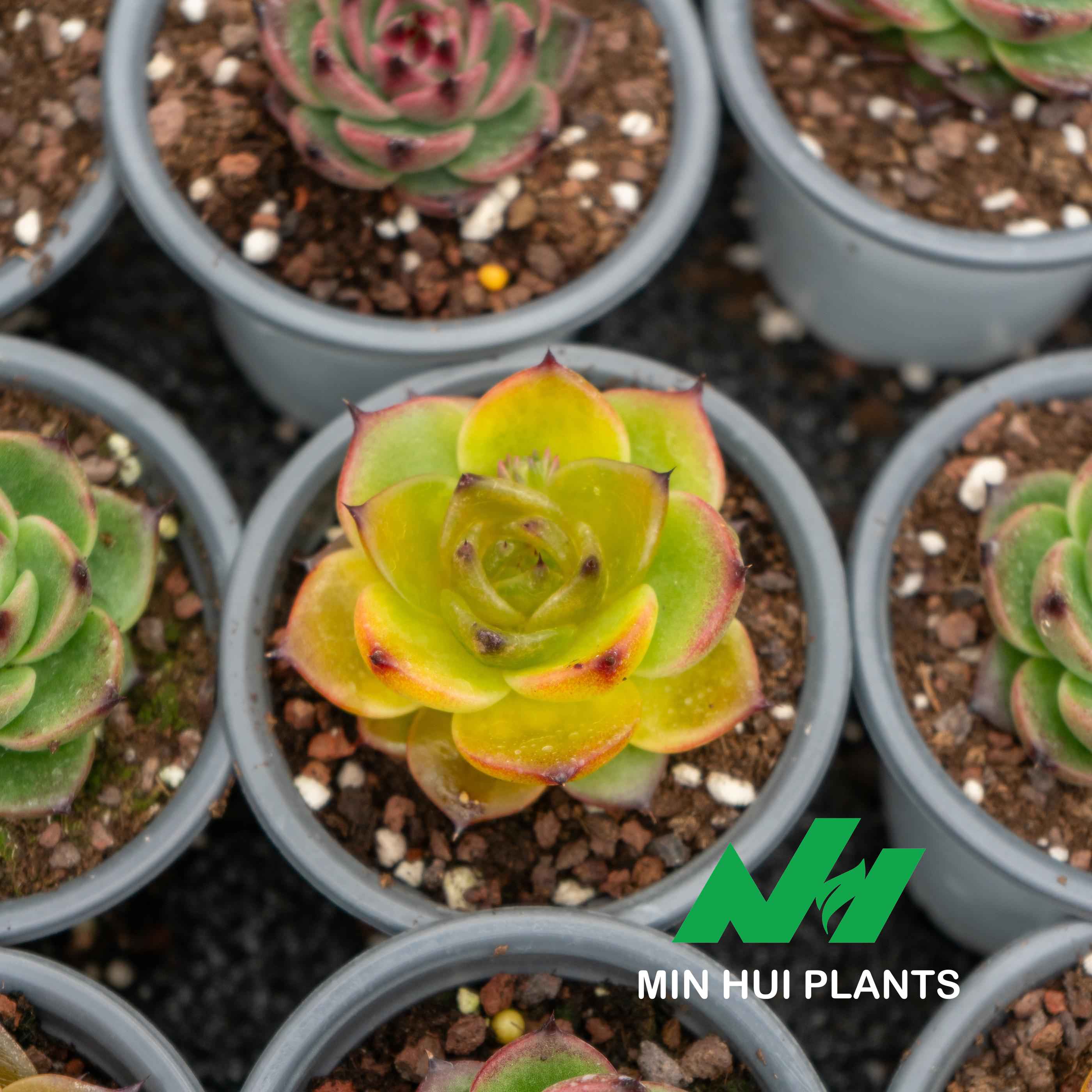 MinHui Plants-Citrus Blaze